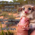 australian-animals.jpg