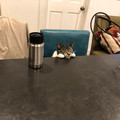cat-at-table.jpg