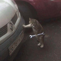 cat-mechanic.jpg