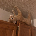 cat-on-ceiling.jpg
