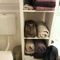 cat-towel.jpg