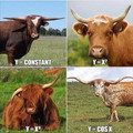 cow-math.jpg