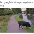 cow-privacy.jpg