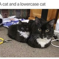 lowercase-cat.jpg
