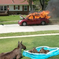moose-car-fire.jpg