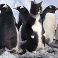 penguin-cat.jpg