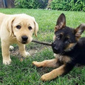 pupies-stick.jpg