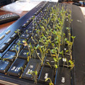 sprouting-keyboard.jpg