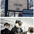 star-wars-cats.jpg