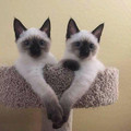 twin-cats.jpg